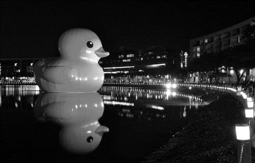 The Giant Rubber Duck